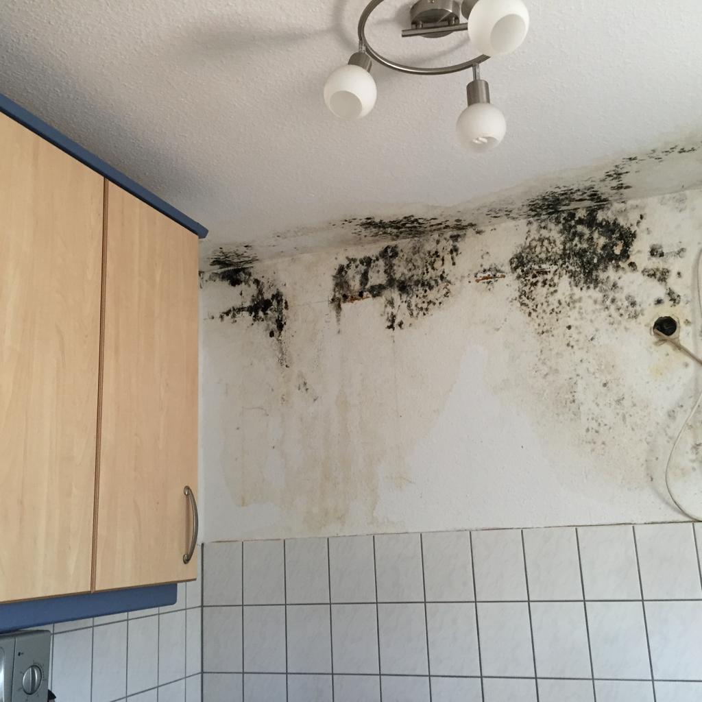 FuiteAssechement dégat eau moisissures