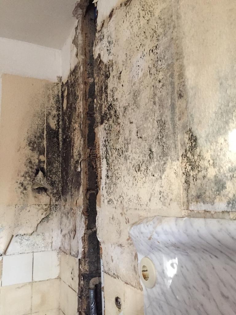 FuiteAssechement moisissure diagnostique